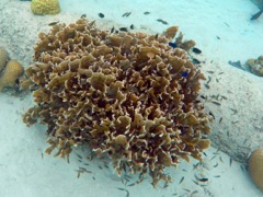 Harbour South Fire Coral Community